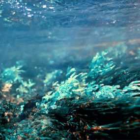 ALGAE EXTRACT PULLULAN
