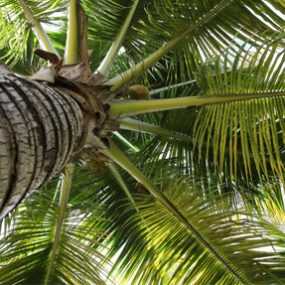 COCONUT OIL